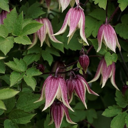 Clematis I Am Red Robin ('Zorero') (PBR)