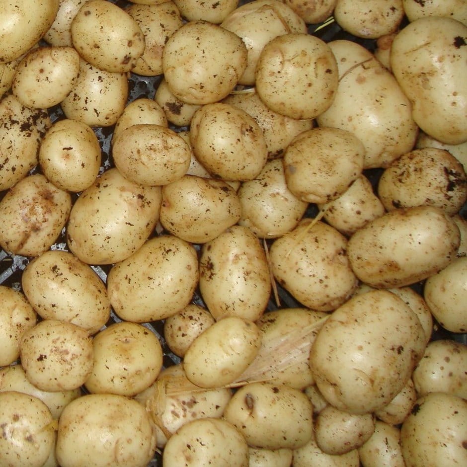 potato 'Duke of York'