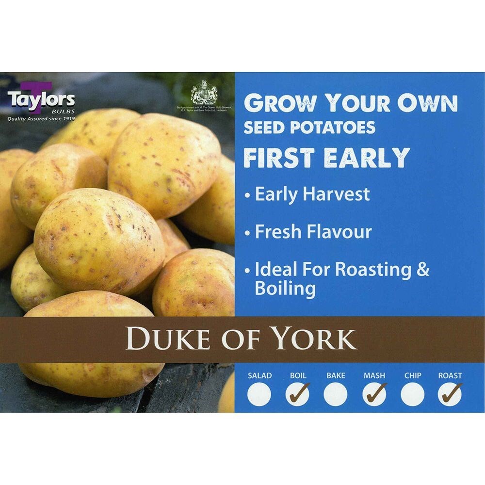 potato 'Duke of York'