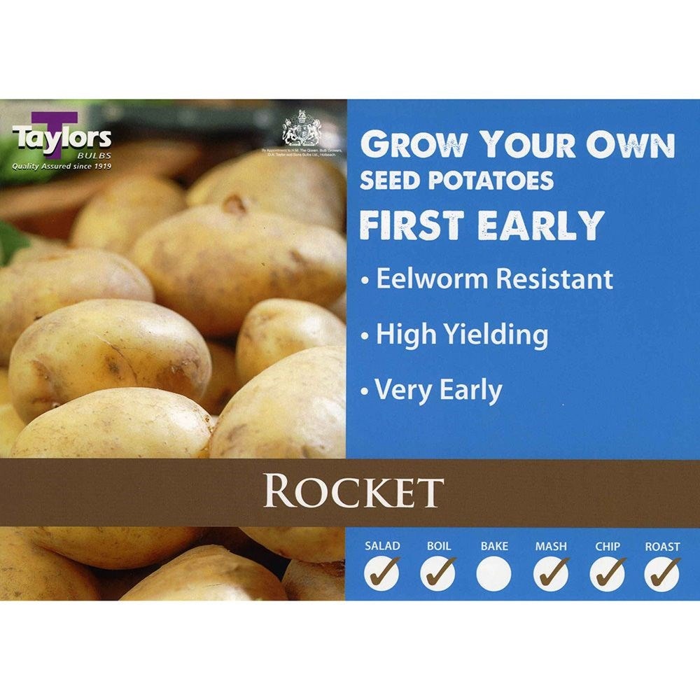 potato 'Rocket'