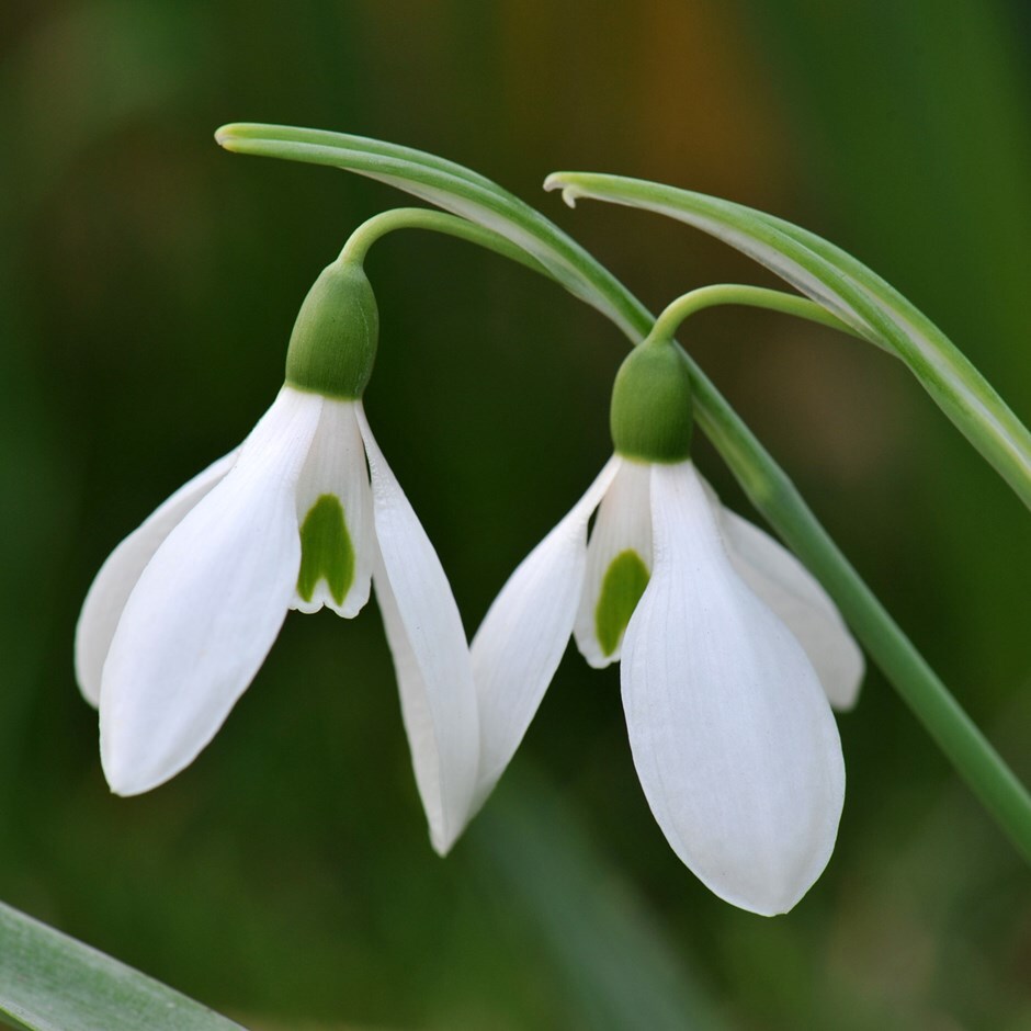 Buy snowdrop in the green Galanthus nivalis in the