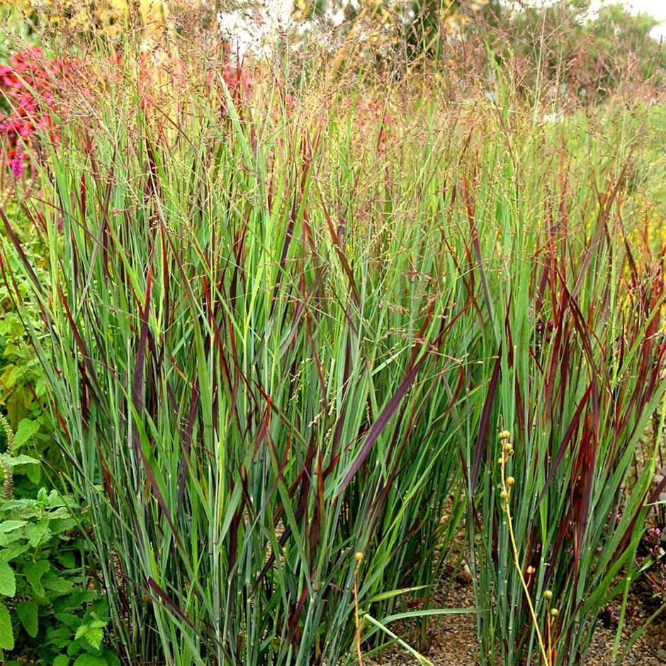 <i>Panicum virgatum</i> 'Shenandoah'