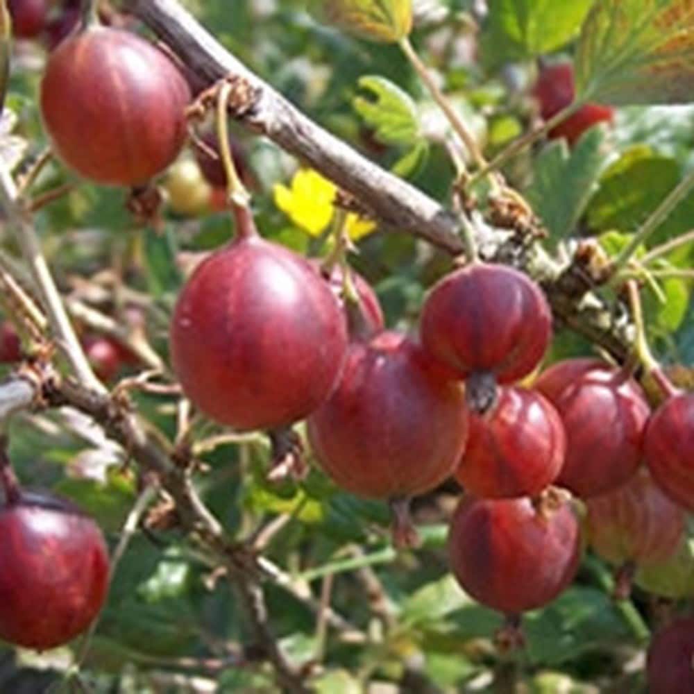 gooseberry 'Hinnonmäki Röd'