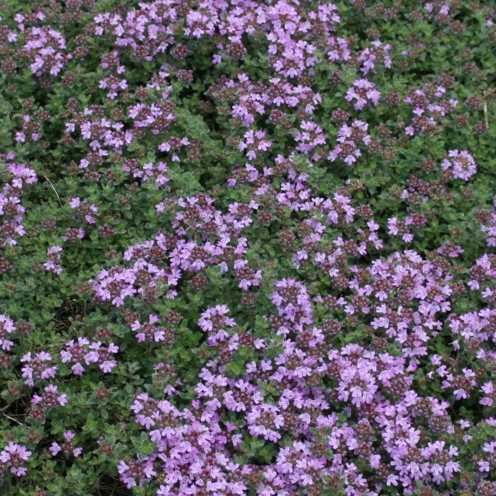 creeping thyme - wooly thyme