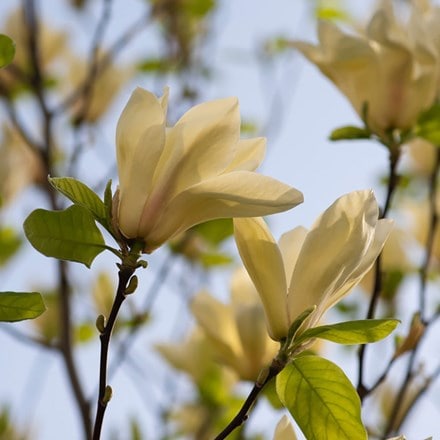 Magnolia denudata Yellow River ('Fei Huang')