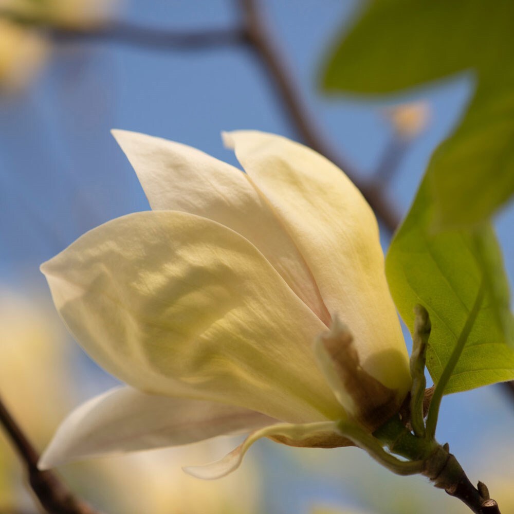 <i>Magnolia denudata</i> <b>Yellow River</b> ('Fei Huang')