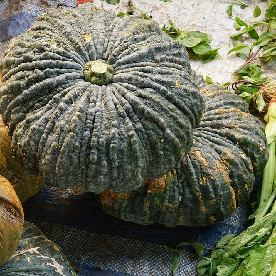pumpkin 'Marina di Chioggia'