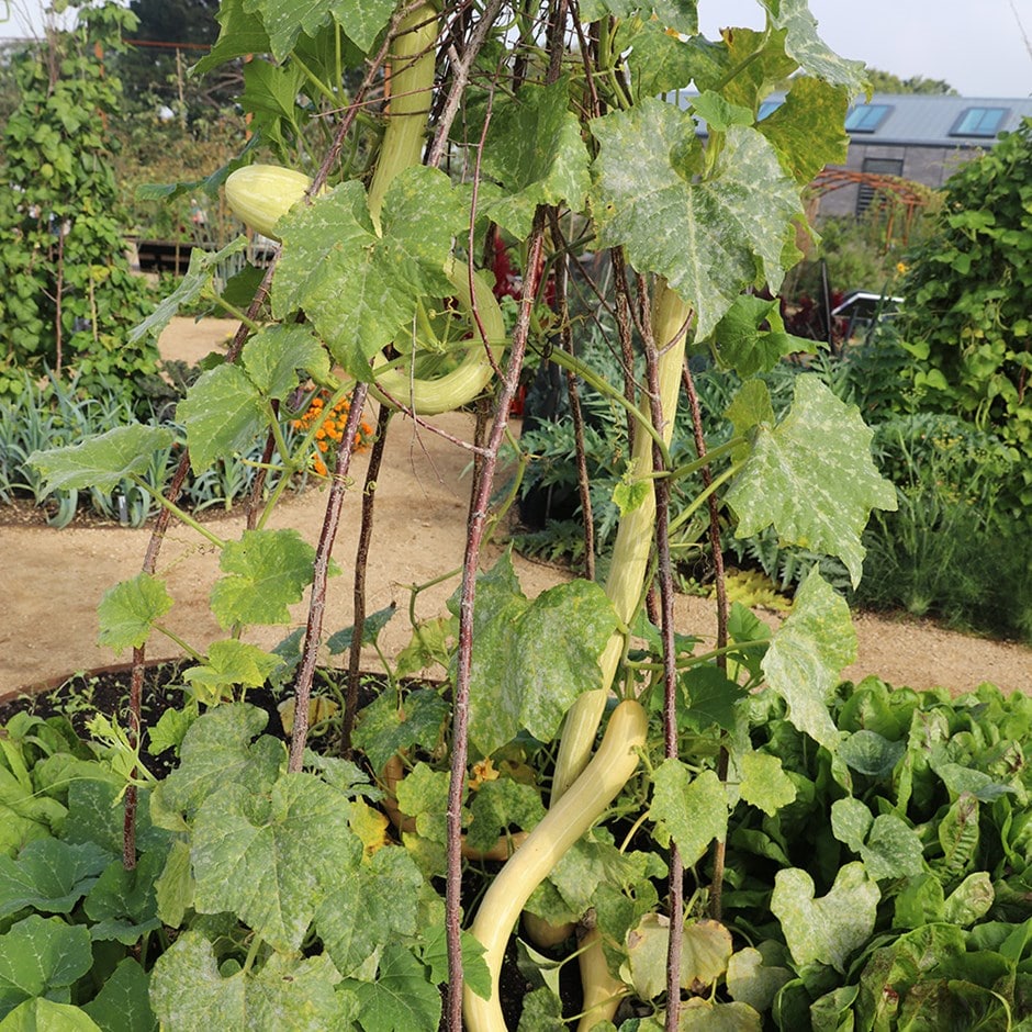 squash 'Tromba d'Albenga'