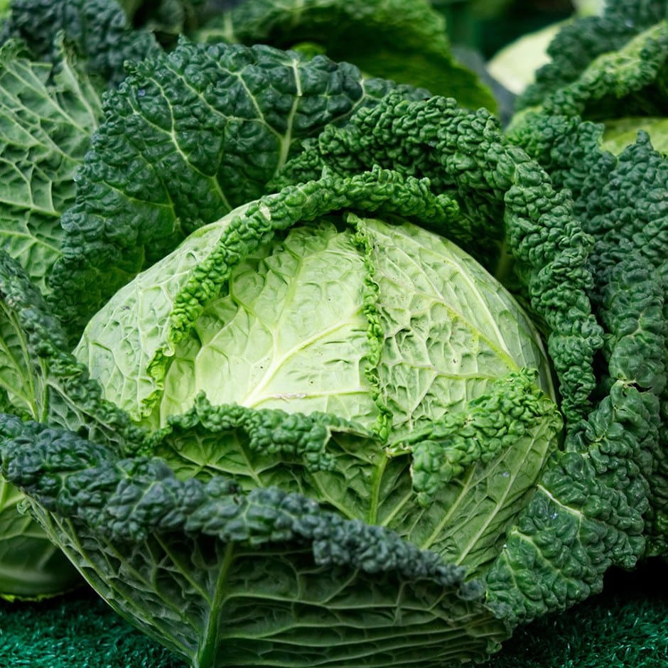 savoy cabbage or Brassica oleracea (Capitata Group) Mantova savoy cabbage or Brassica oleracea (Capitata Group) Mantova