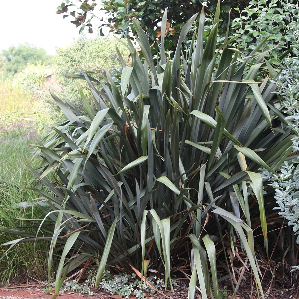 Buy New Zealand flax Phormium tenax £22.99 Delivery by Crocus
