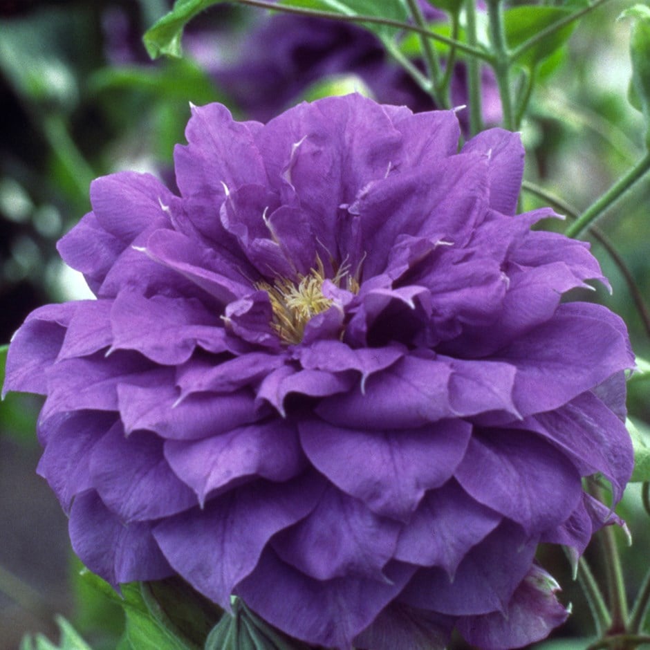 early large flowered clematis (group 2) early large flowered clematis (group 2)