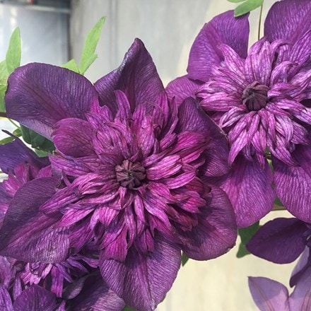 Clematis Cassis ('Evipo020') (PBR)