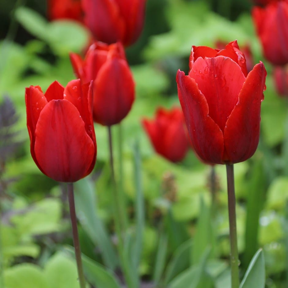 <i>Tulipa</i> 'Couleur Cardinal'