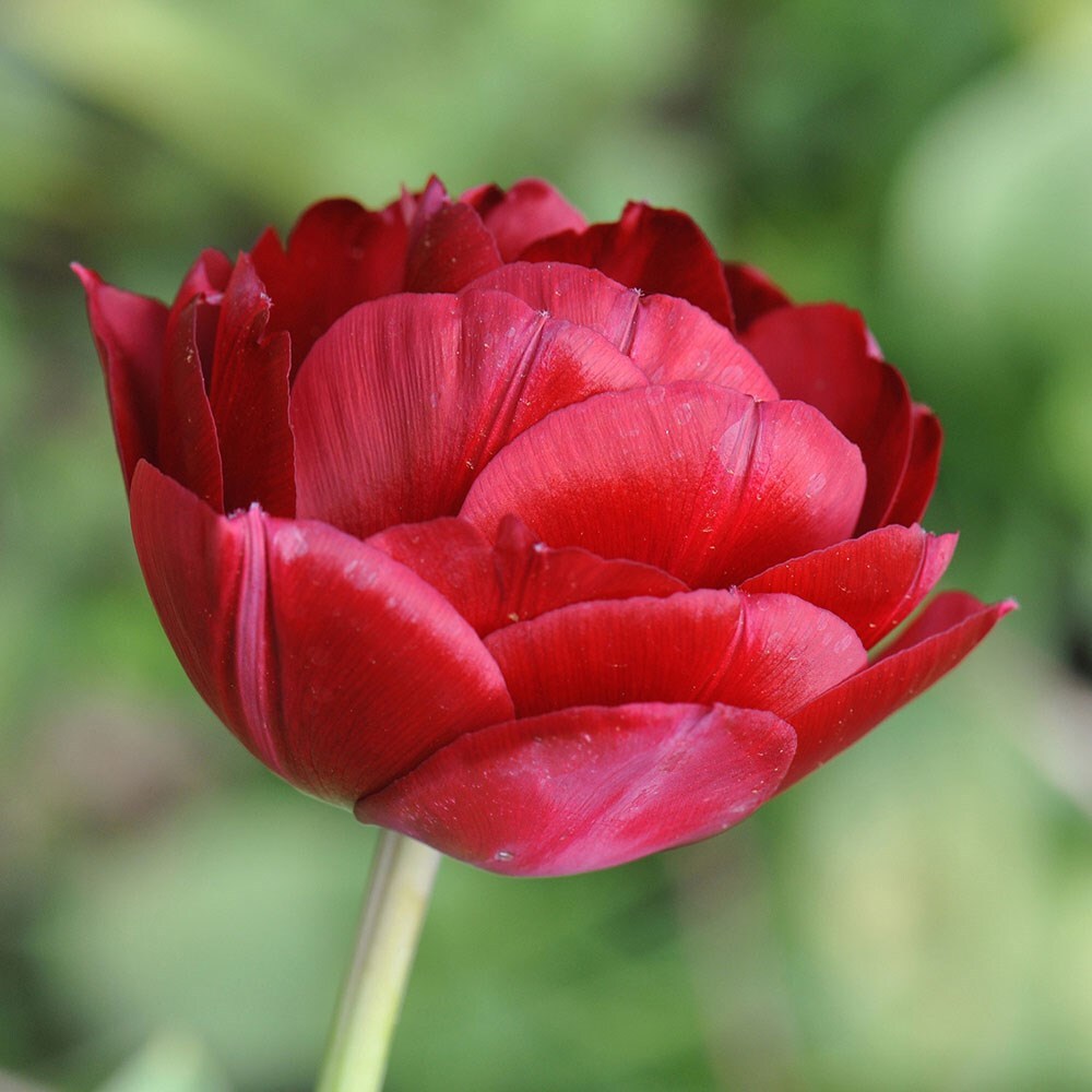 <i>Tulipa</i> 'Antraciet'