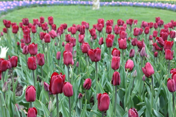 <i>Tulipa</i> 'Jan Reus'