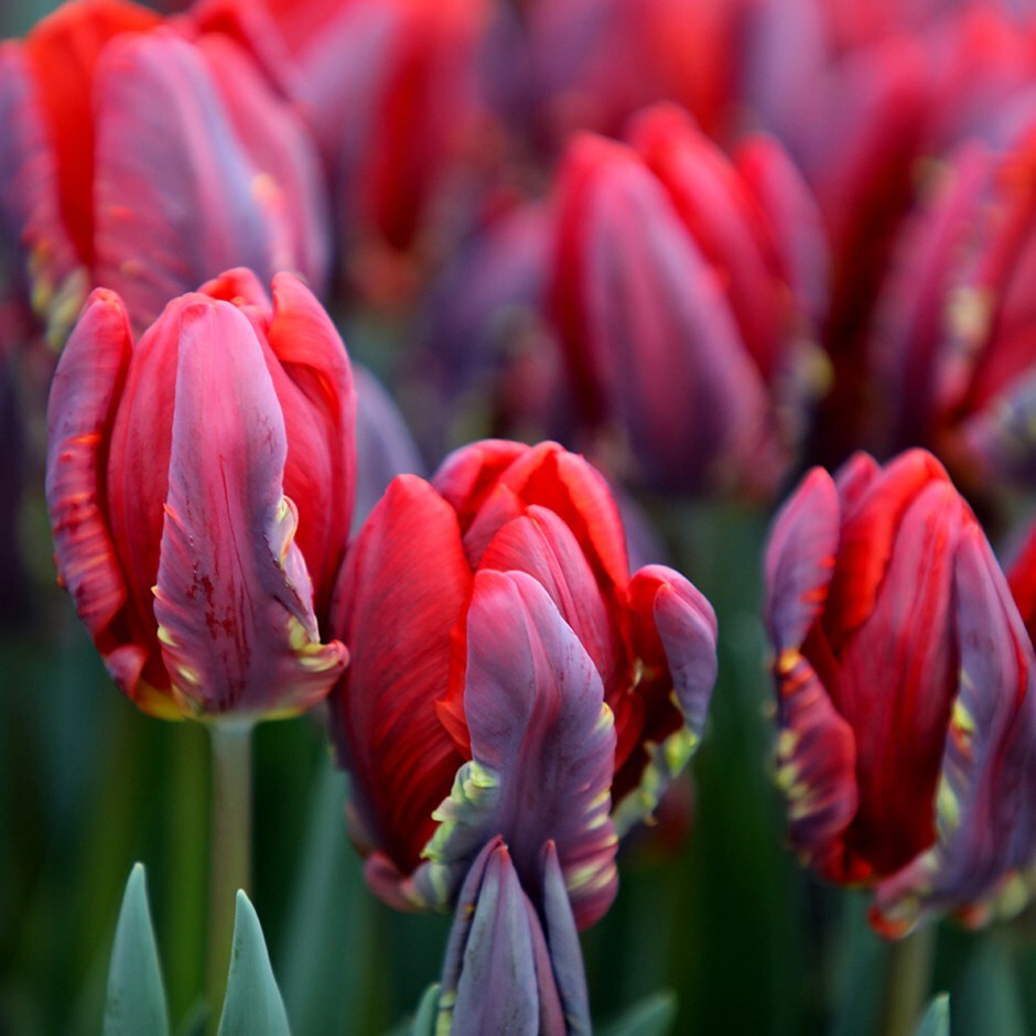 <i>Tulipa</i> 'Rococo'