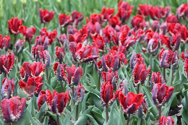 <i>Tulipa</i> 'Rococo'
