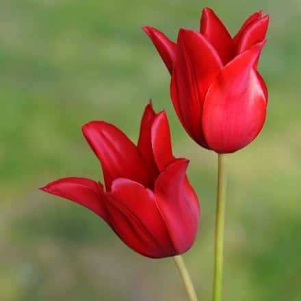 Tulipa Red Shine