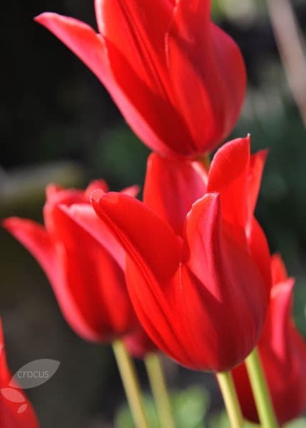 <i>Tulipa</i> 'Red Shine'