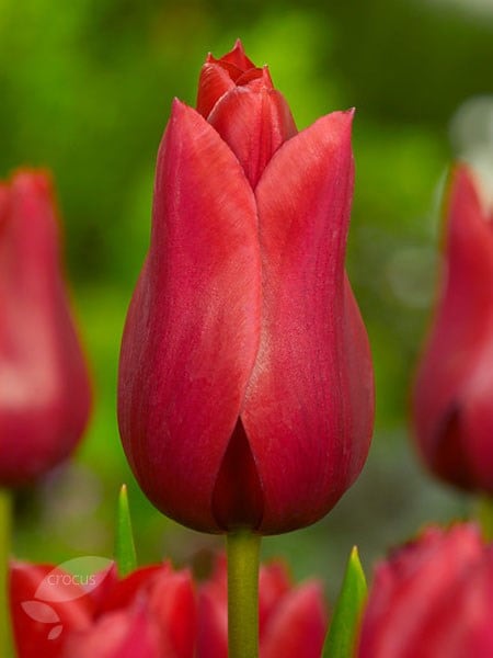 <i>Tulipa</i> 'Red Shine'