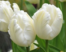 tulipa