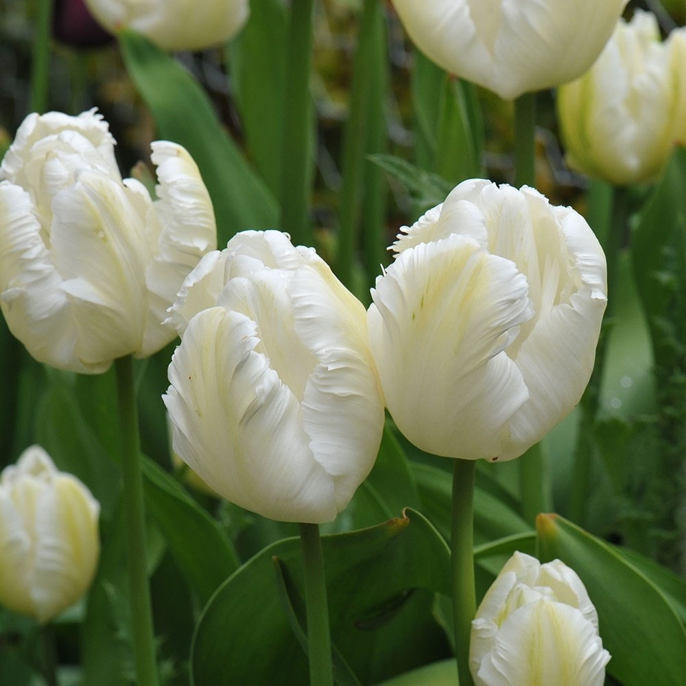 <i>Tulipa</i> 'White Parrot'