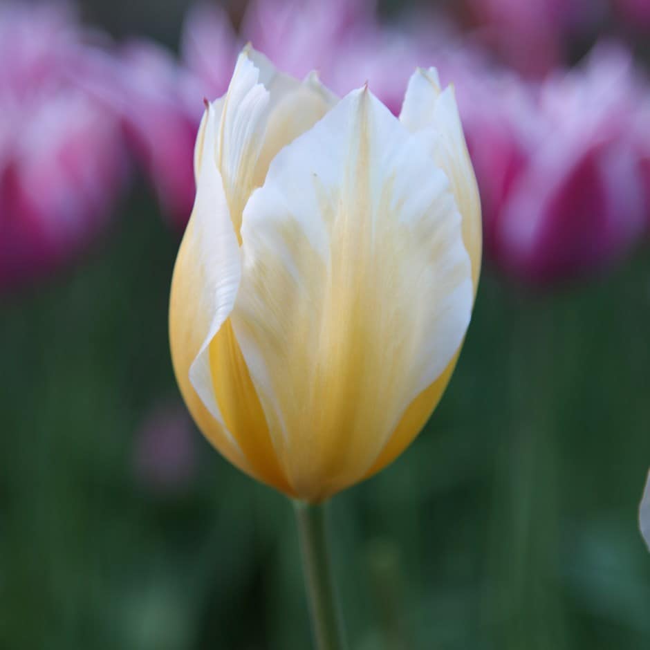 <i>Tulipa</i> 'Sweetheart'