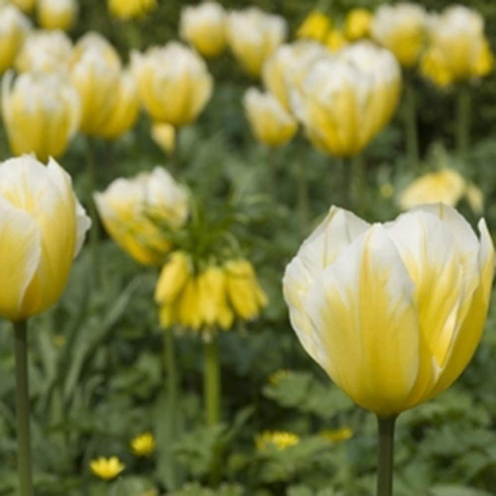 <i>Tulipa</i> 'Sweetheart'