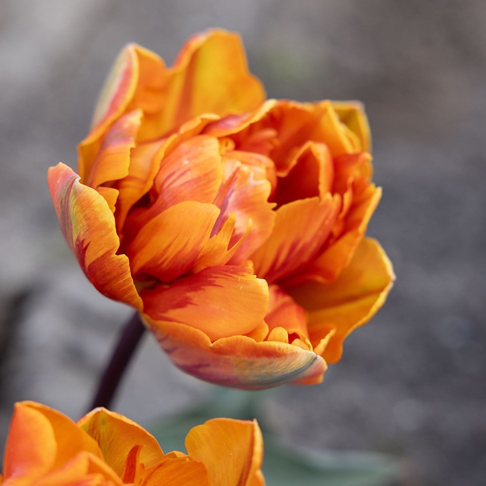 <i>Tulipa</i> 'Orange Princess'