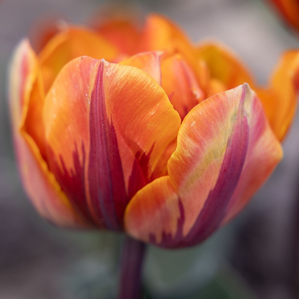 <i>Tulipa</i> 'Orange Princess'