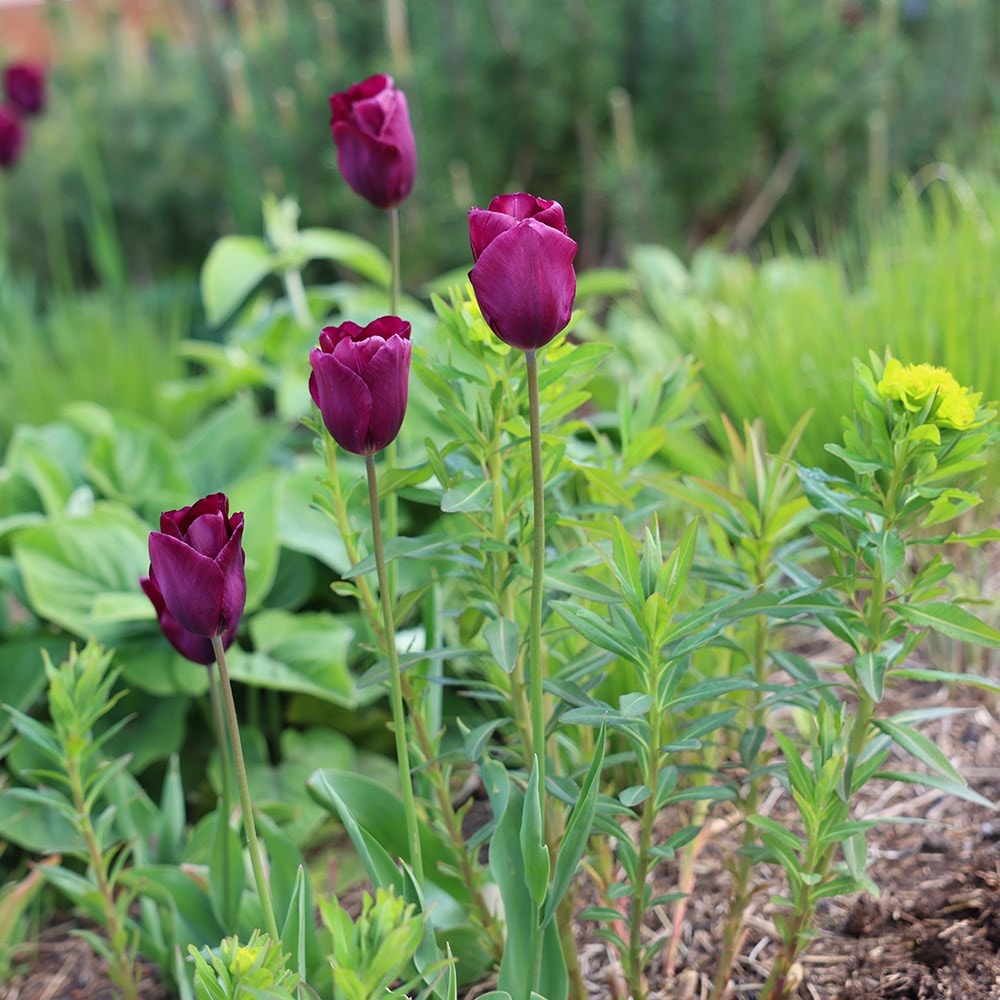 <i>Tulipa</i> 'Negrita'