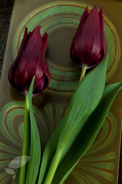 <i>Tulipa</i> 'Burgundy'