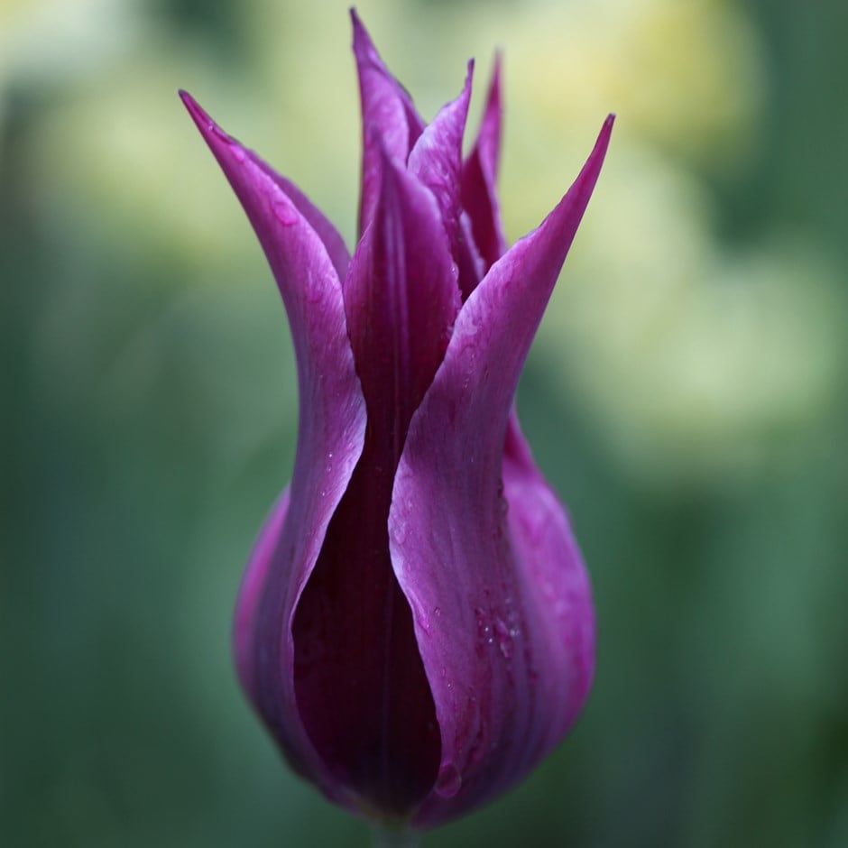 <i>Tulipa</i> 'Maytime'