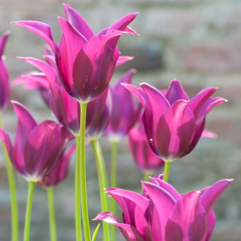 <i>Tulipa</i> 'Maytime'