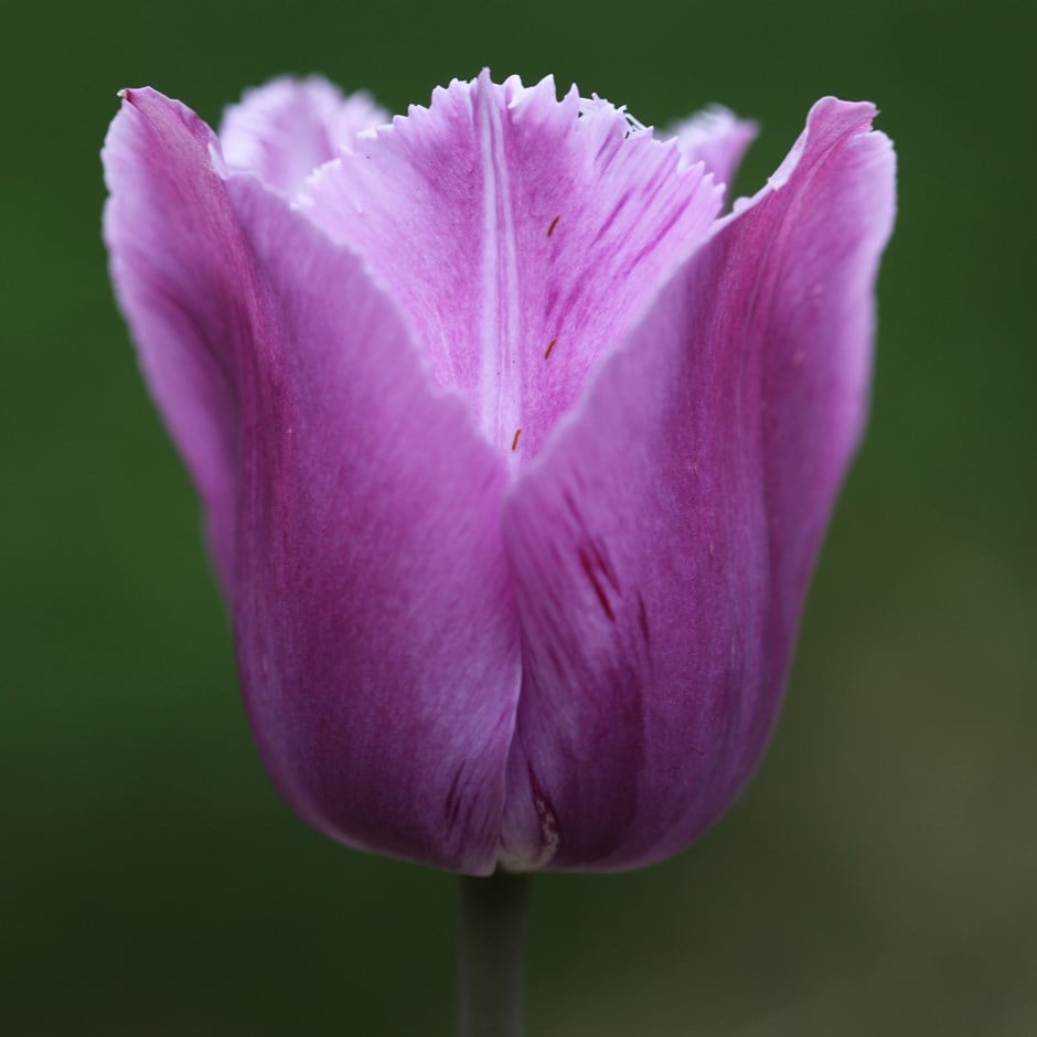 <i>Tulipa</i> 'Blue Heron'