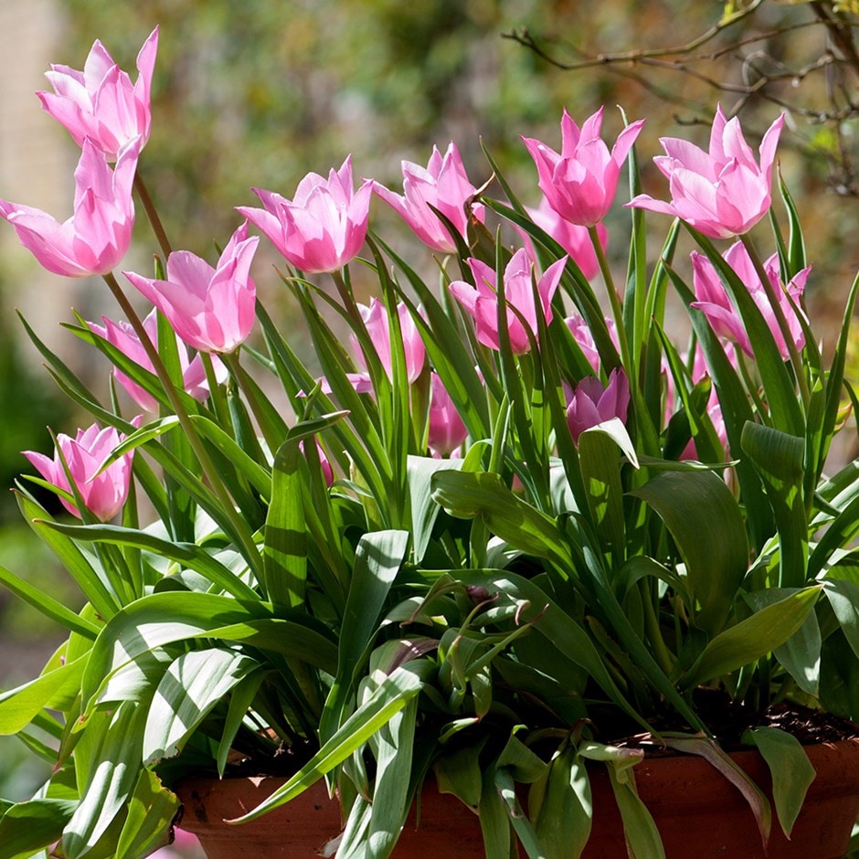 <i>Tulipa</i> 'China Pink'