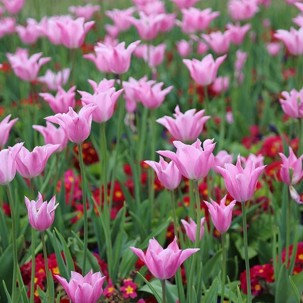 <i>Tulipa</i> 'China Pink'