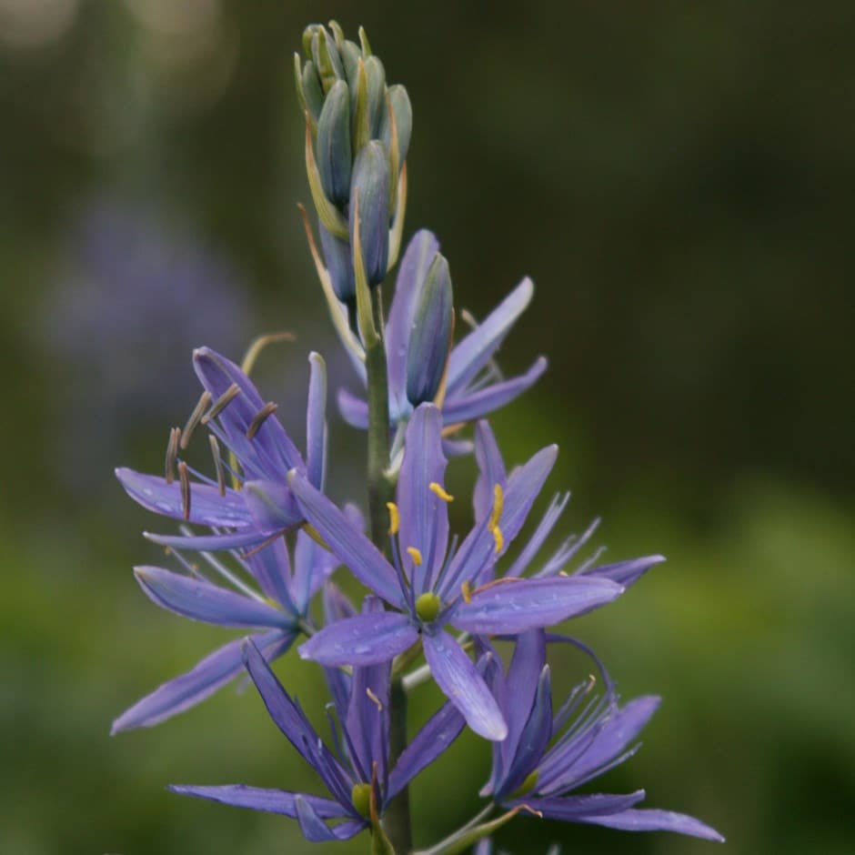 <I>Camassia leichtlinii</i> subsp. <i>suksdorfii</i>