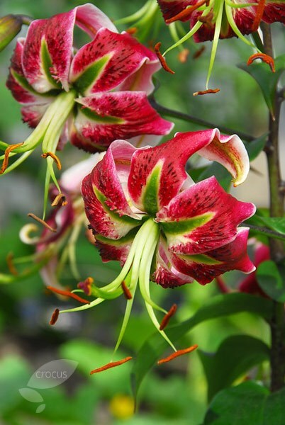 <i>Lilium</i> 'Black Beauty'