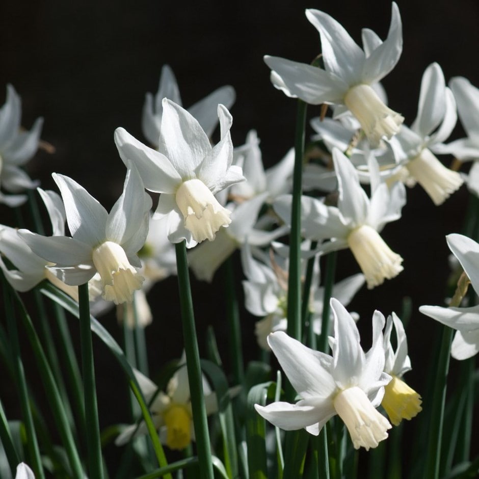 <i>Narcissus</i> 'Jenny'