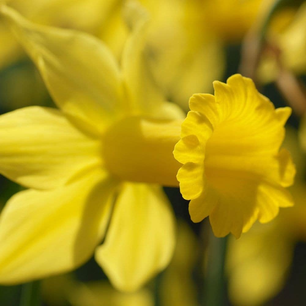 <i>Narcissus</i> 'February Gold'