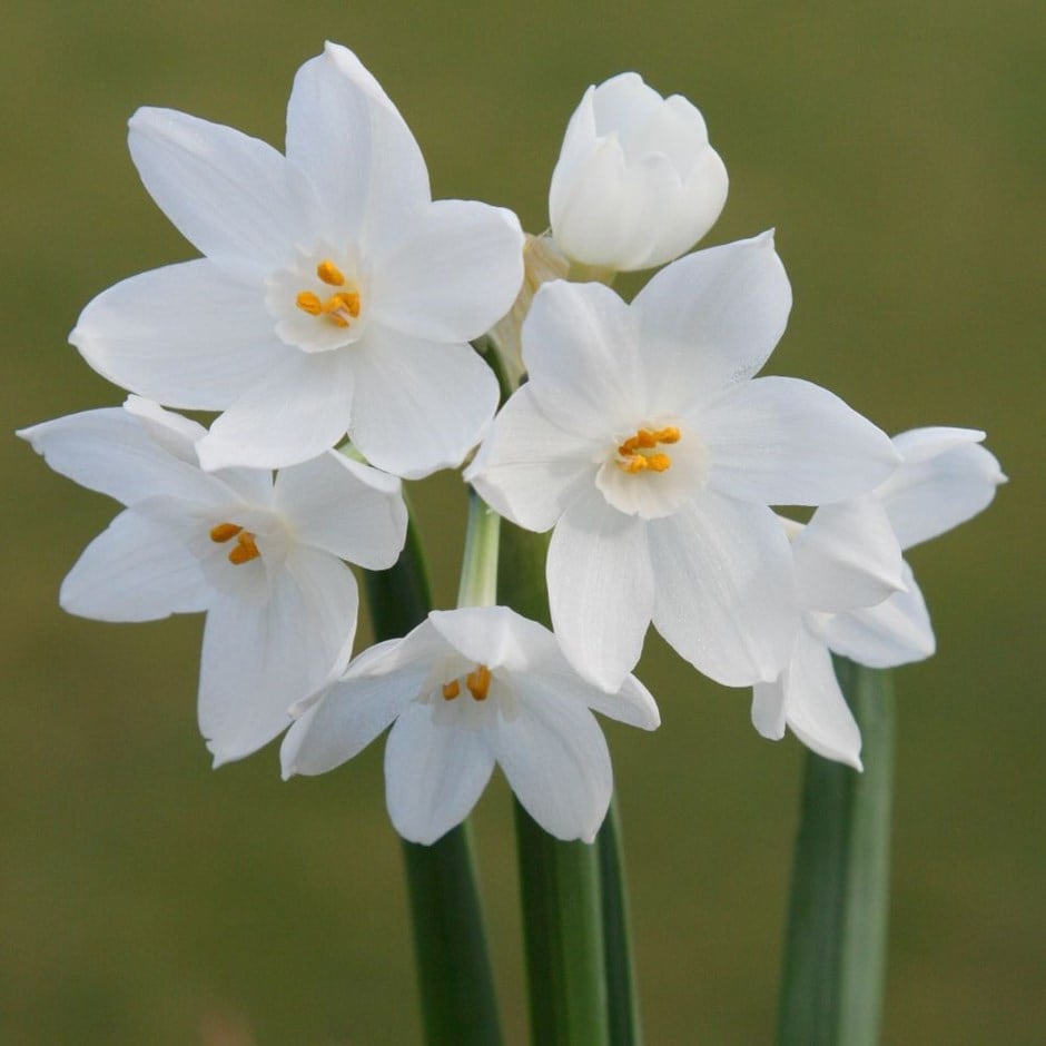 <i>Narcissus</i> 'Nir' (PBR)