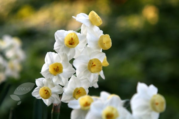 <i>Narcissus</i> 'Avalanche'