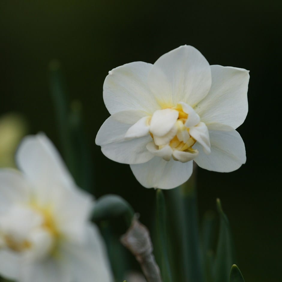 <i>Narcissus</i> 'Cheerfulness'