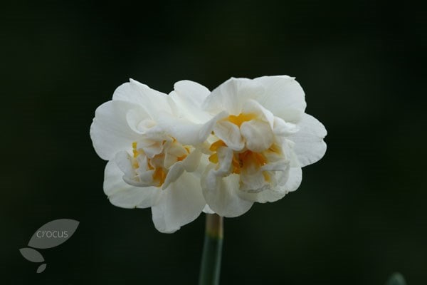<i>Narcissus</i> 'Cheerfulness'