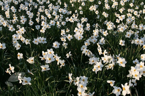 <i>Narcissus</i> 'Actaea'