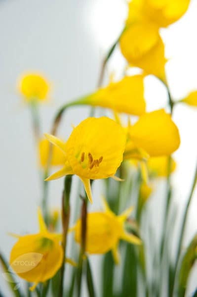 <i>Narcissus bulbocodium</i> 