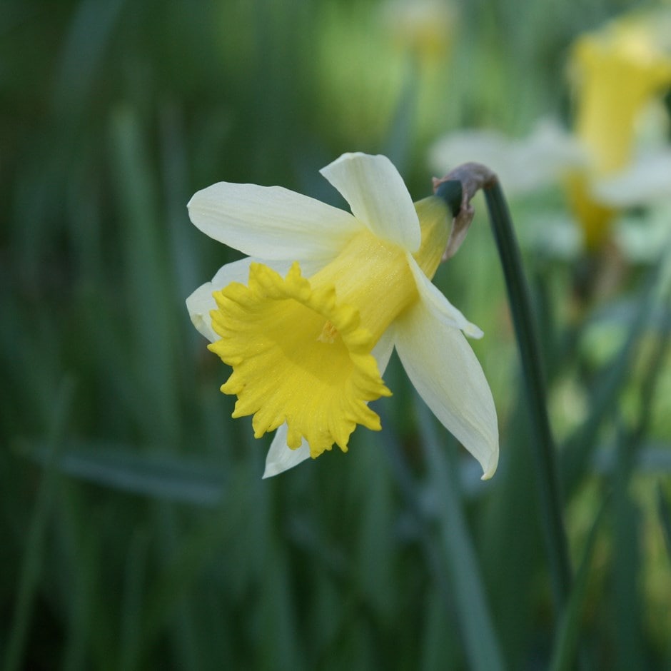<I>Narcissus lobularis</I>