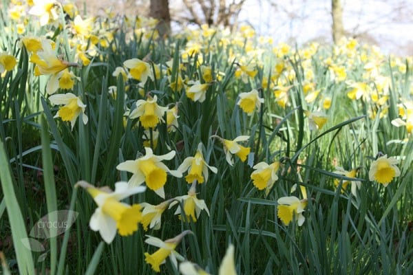 <I>Narcissus lobularis</I>