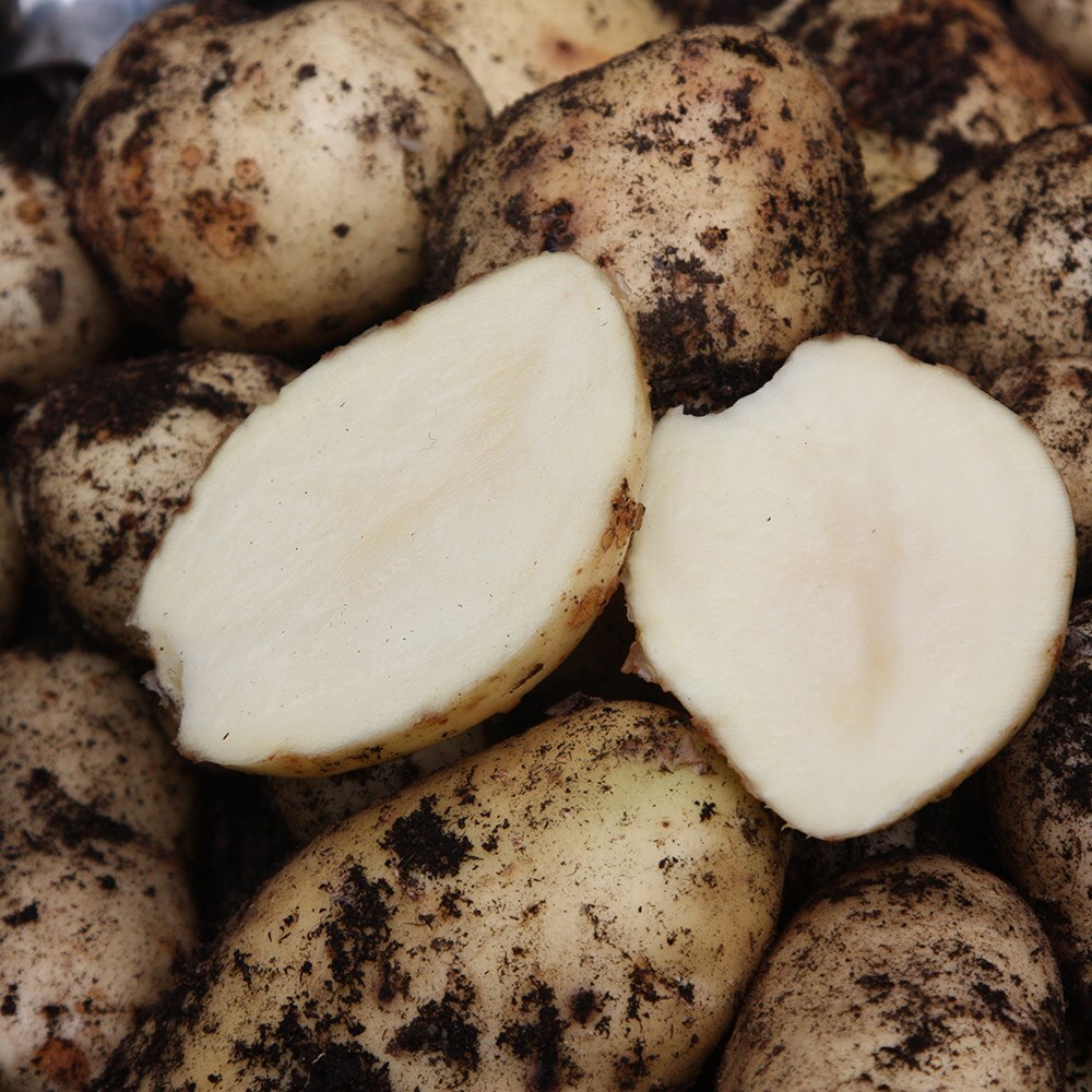 Buy potato early maincrop, Scottish basic seed potato potato